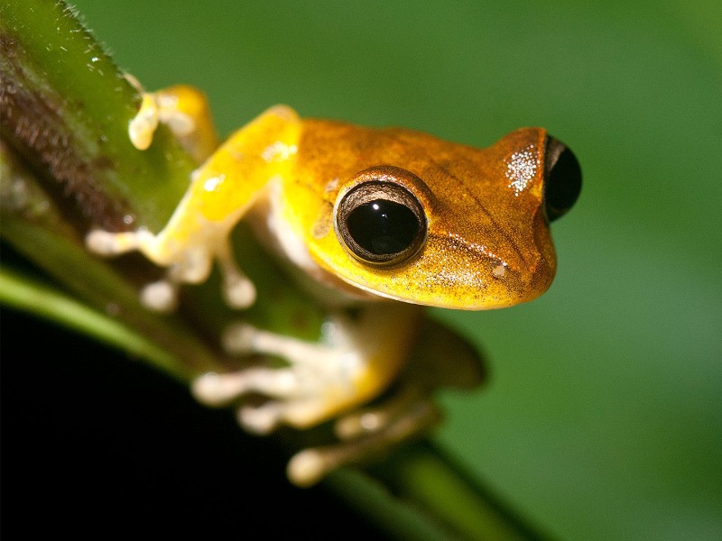 Posada Amazonas - Nachtaktiver Frosch