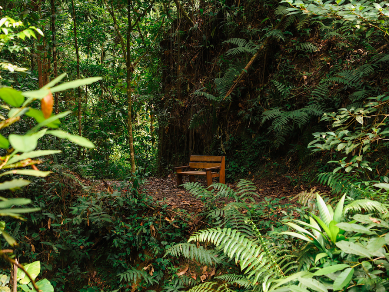 Tobago Main Ridge Forest