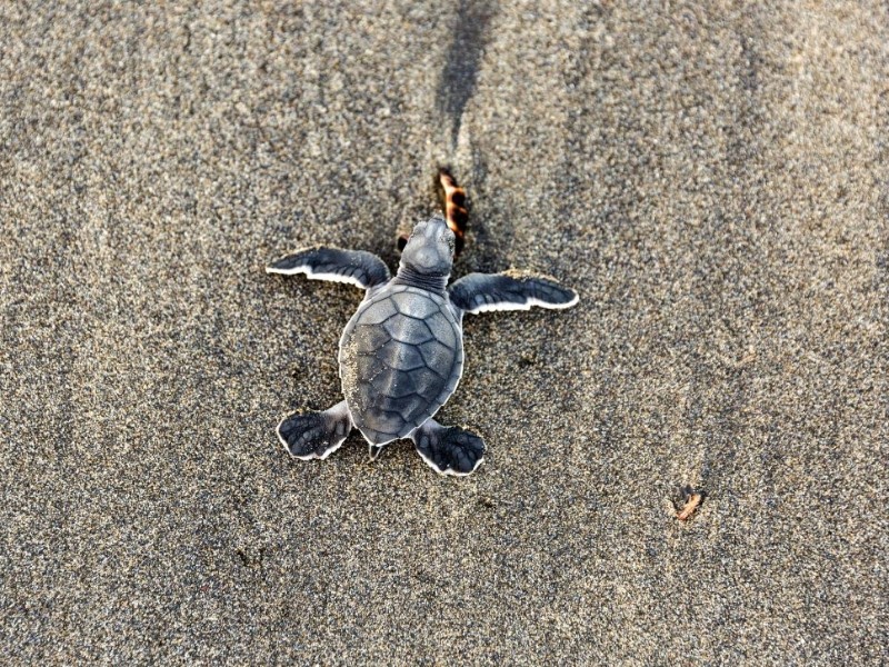 Schildkröte Manatus Lodge