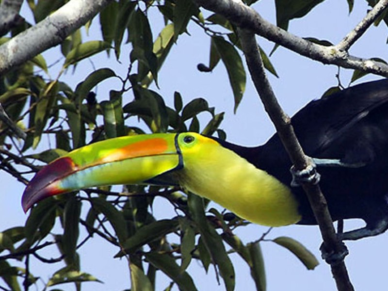 Tukan