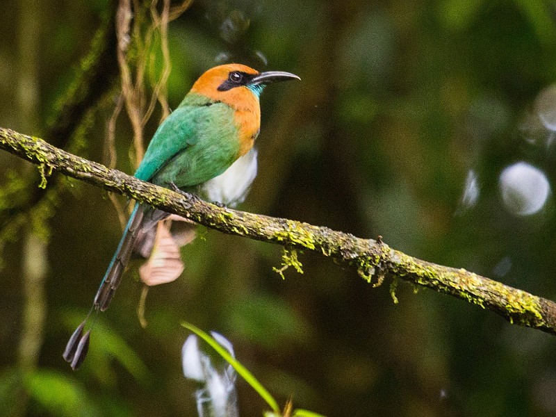 La Quinta de Sarapiqui - Motmot