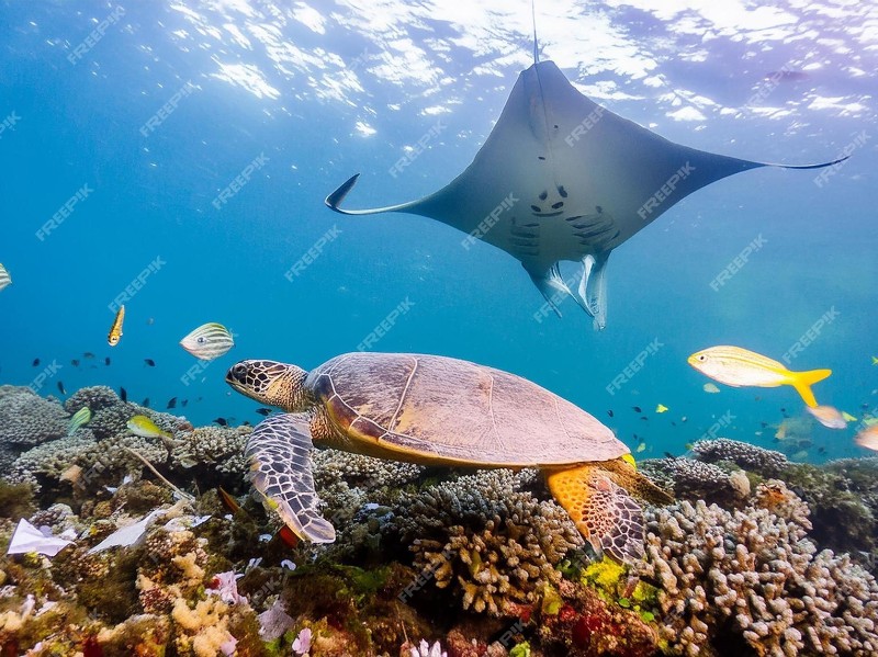 Underwater Reef Scene