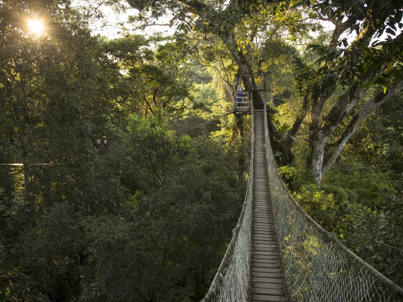 Reserva Amazonica - Hängebrückenpfad