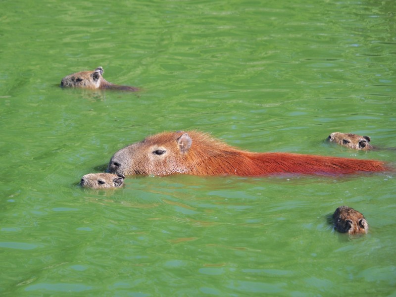 Capybaras in the water
