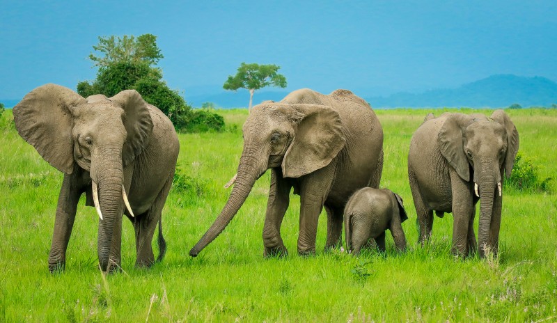 Majestic elephants roam the wild