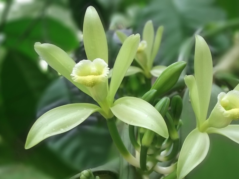 Vanilla