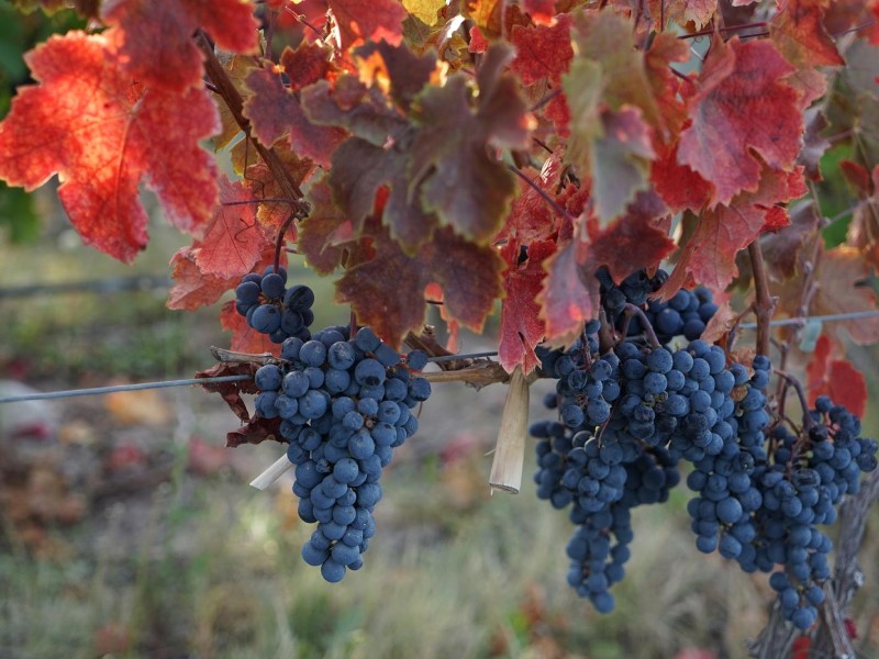 Mendoza - Weintrauben