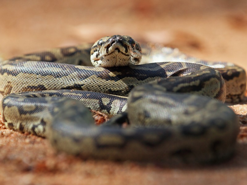 Africa Rock Python