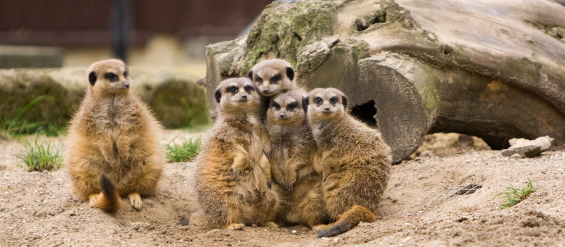 Budapest Zoo and Botanical Garden