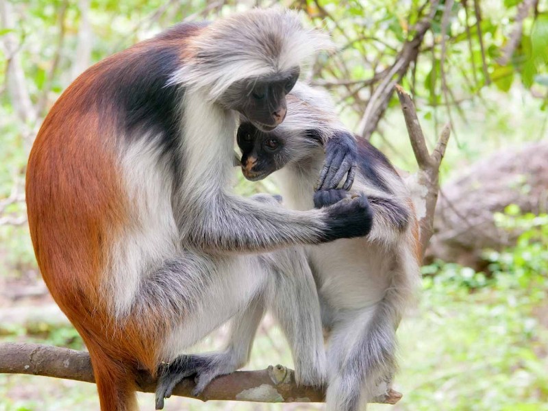 Jozani-Wald auf Sansibar