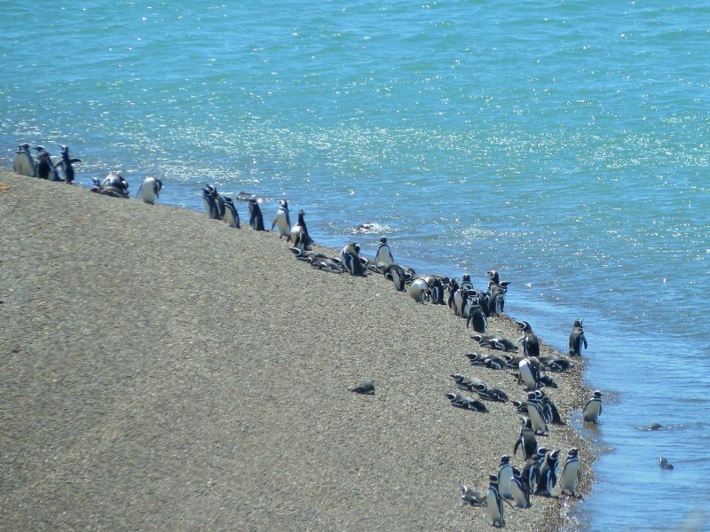 Puerto Madryn, Peninsula Valdez