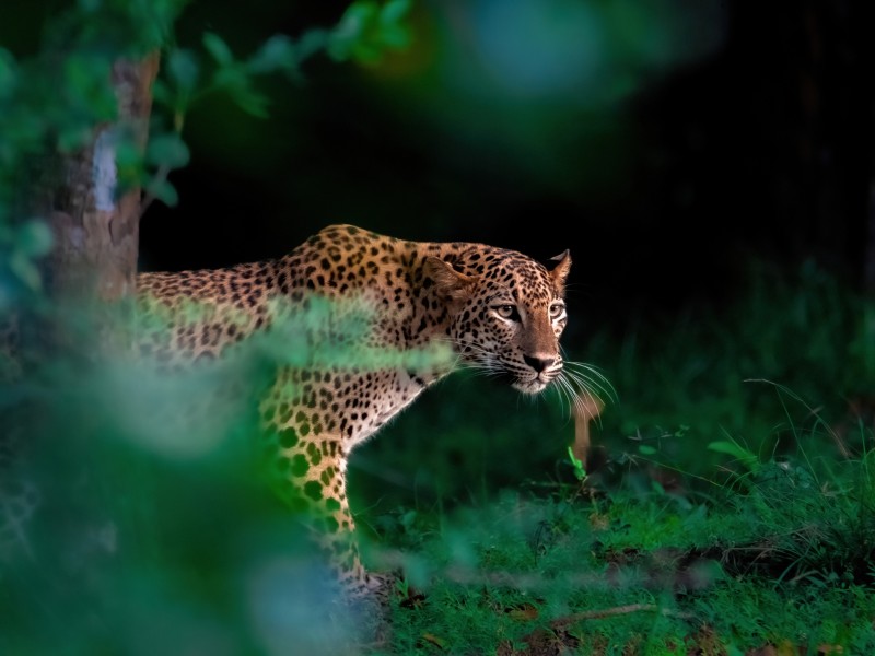 Leopard-Sri Lanka