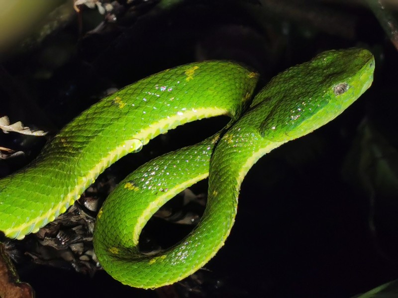 Nachttour - Monteverde