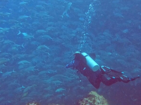 Scuba Diving Trip to Sail Rock From Koh 