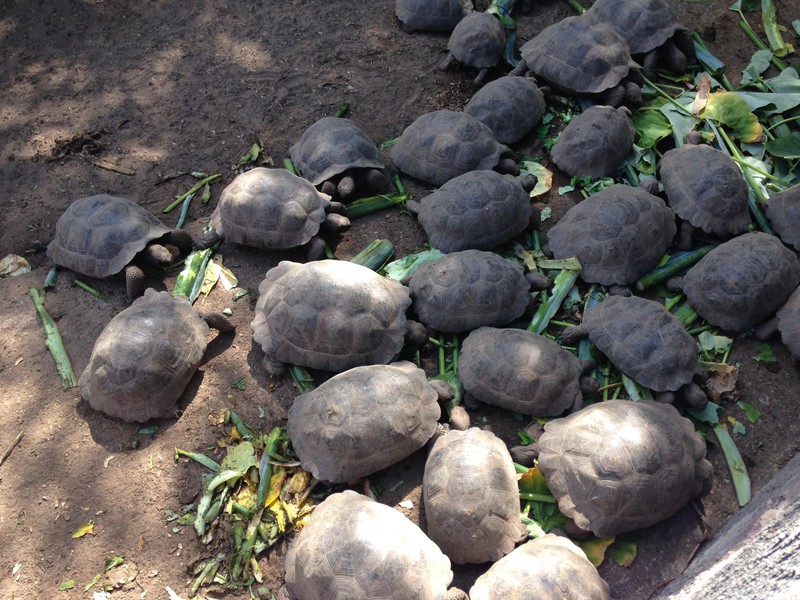 A mountain of tortoises