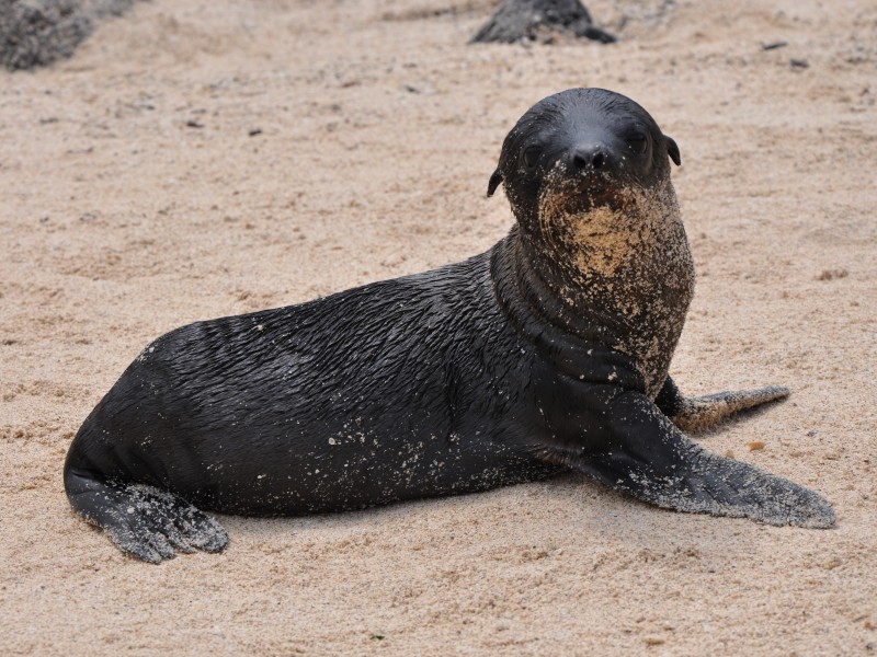 Galapagos - Seelöwenbaby