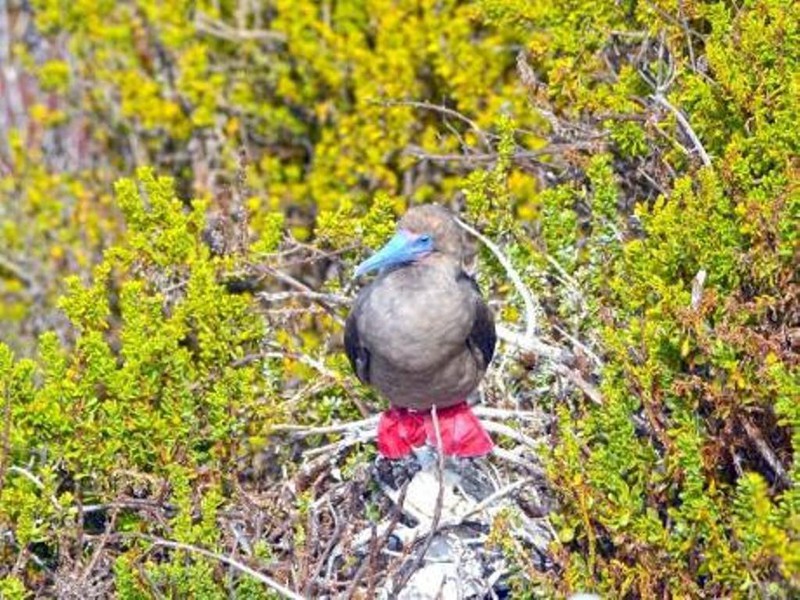Red-footed booby on Genovesa