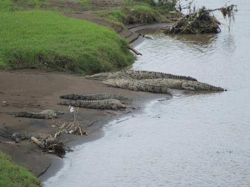 Tarcoles Fluss - Krokodil