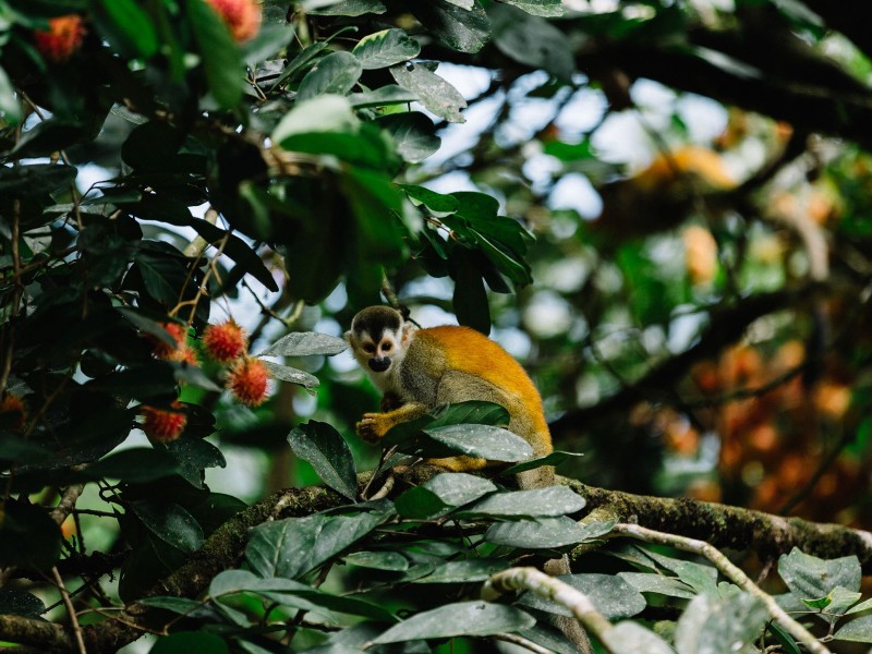 Totenkopfaffe - Manuel Antonio