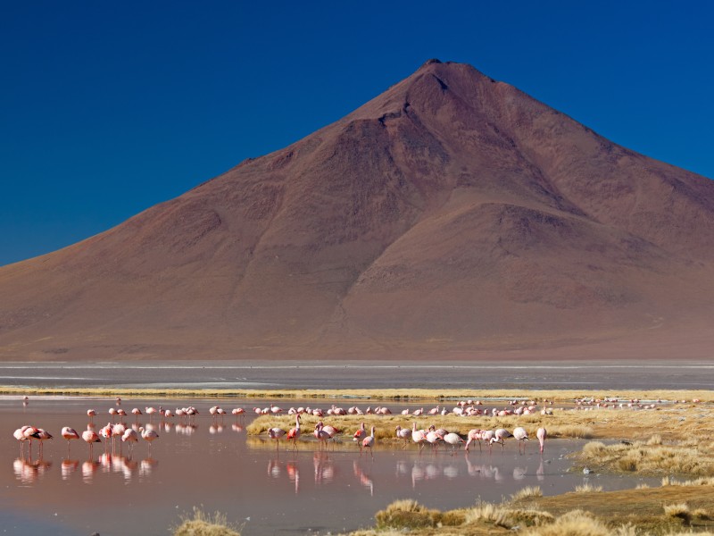 Laguna  Colorada