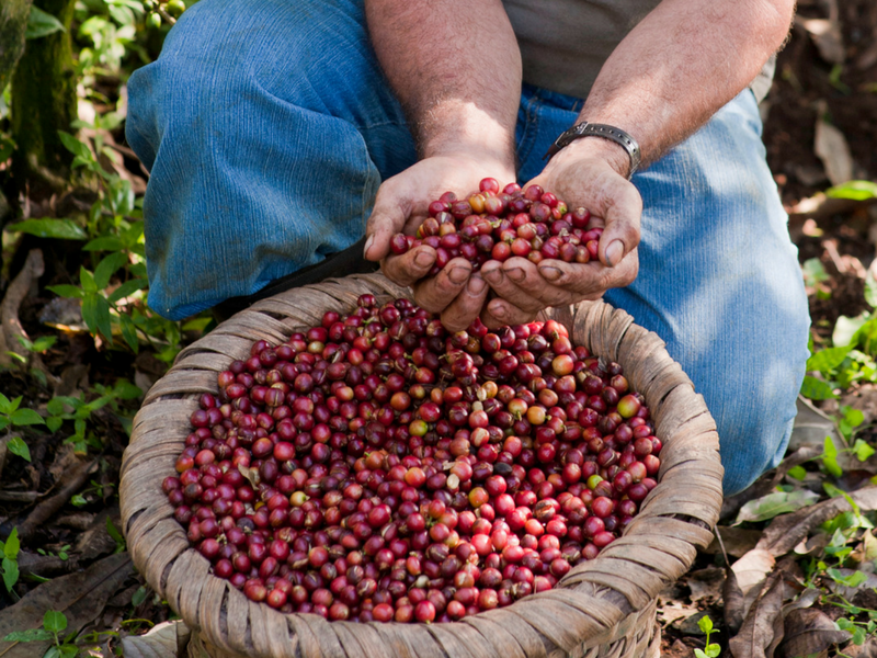 Finca Rosa Blanca Coffee Plantation