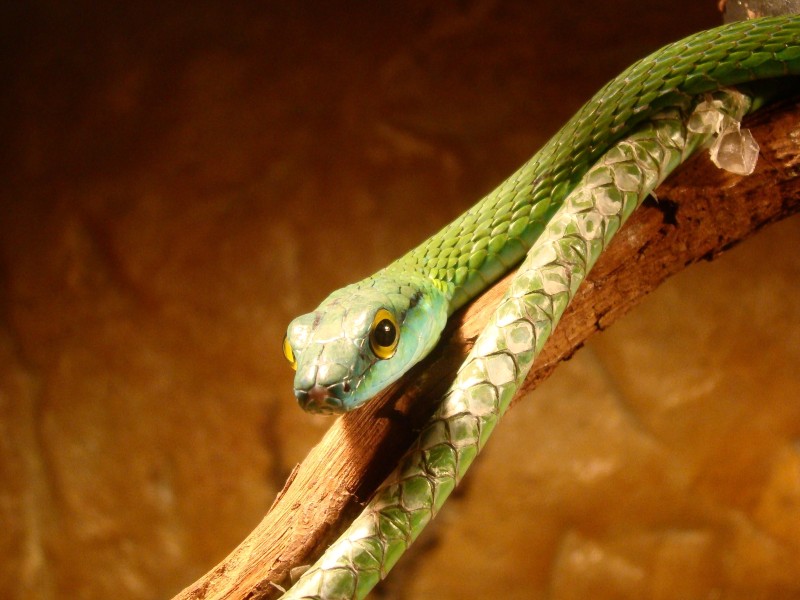 Grüne Peitschennatter