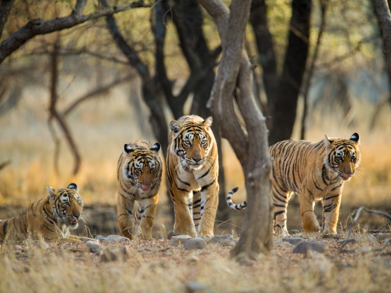 Ranthambhore NP, Rajasthan, Indien