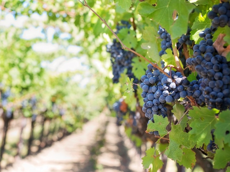 Vineyard