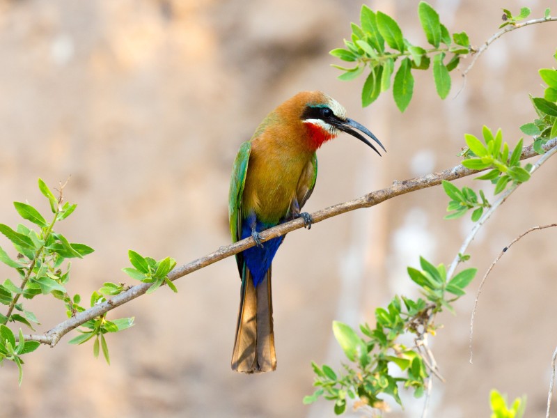 Tanzania - Selous Game Reserve