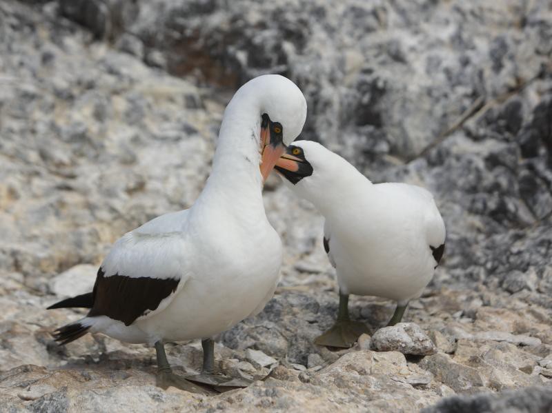 Schnäbelnde Maskentölpel