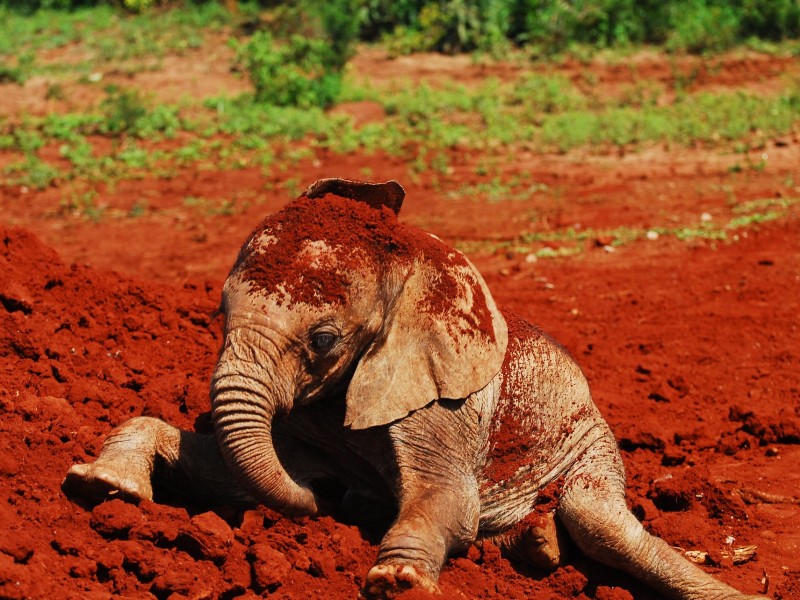 Kenia - Safari in Tsavo East & Baden am Diani Beach - inkl. Flug