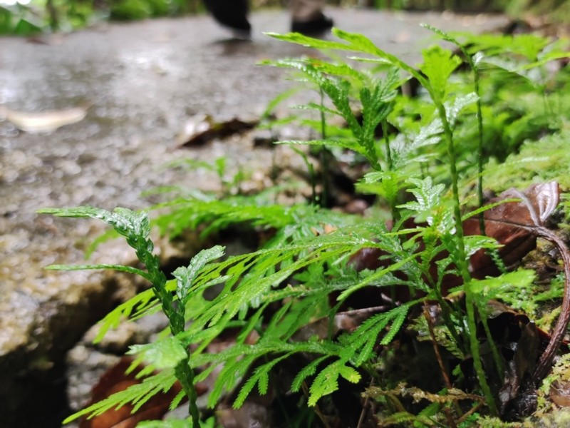 Ferns Found on Hike Path
