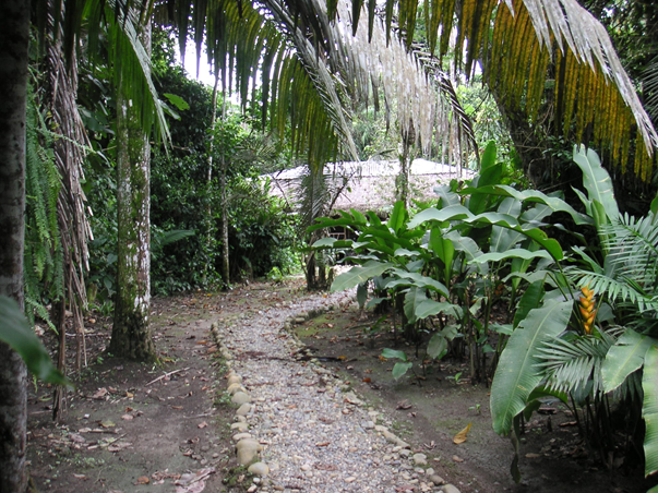 Weg durch den Urwald
