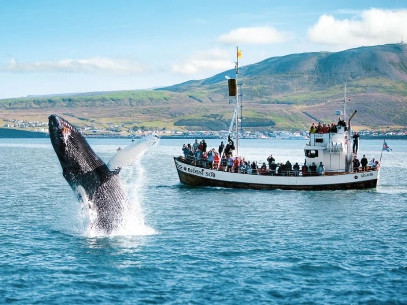 Whale Watching