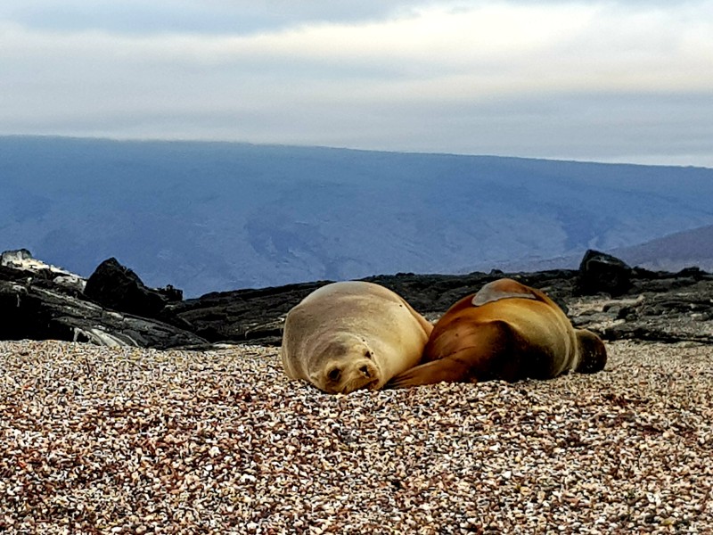 Galapagos - Seelöwen