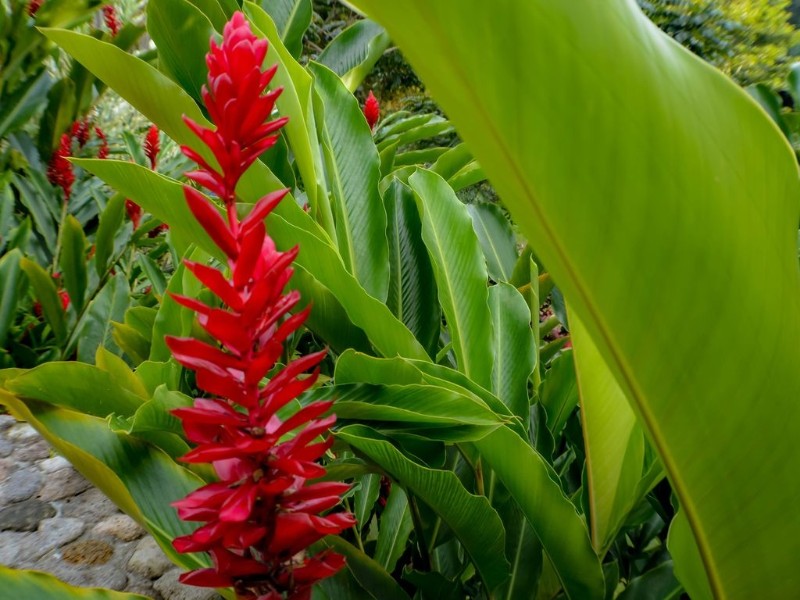 Park Eden B & B - Garten