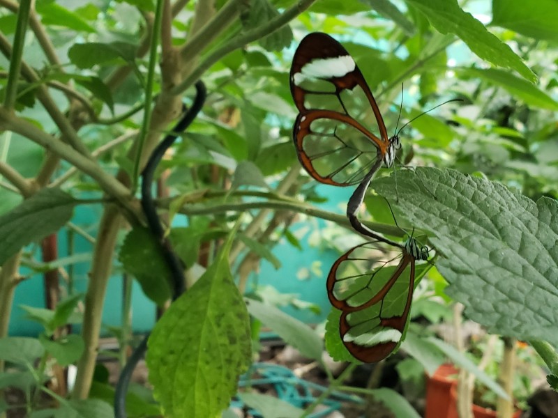 Boquete - Glasflügelfalter