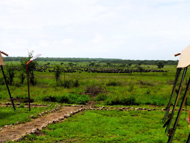 Africa Safari Kusini