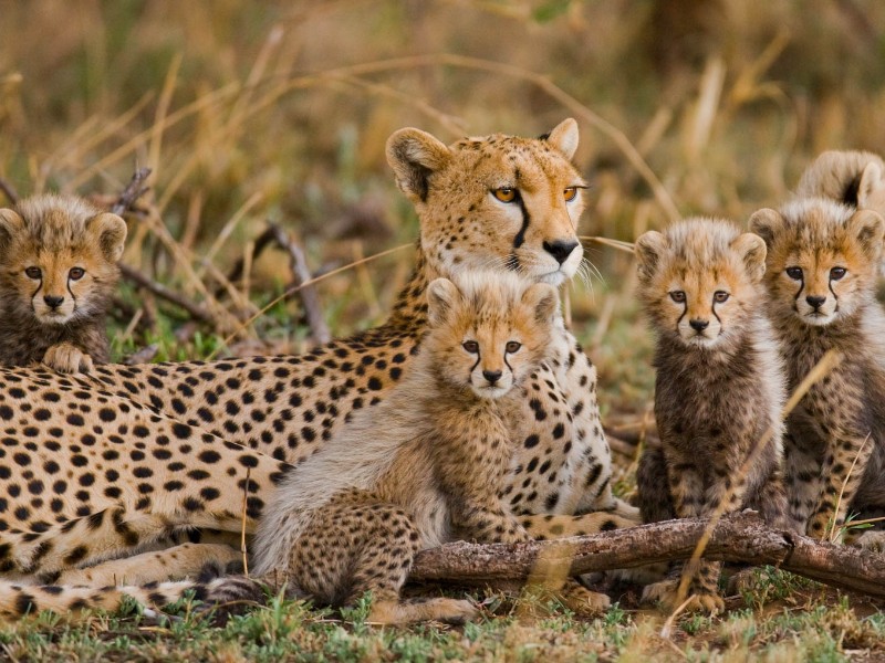 Day Safari Selous Game Reserve