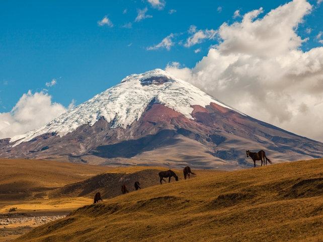 Pferde & Vulkan - Cotopaxi - Ecuador