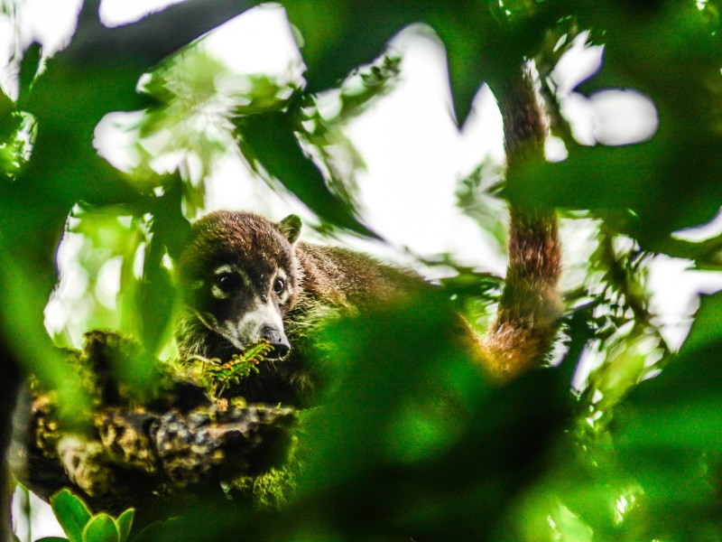 Cloud Forest Lodge Boena Coati