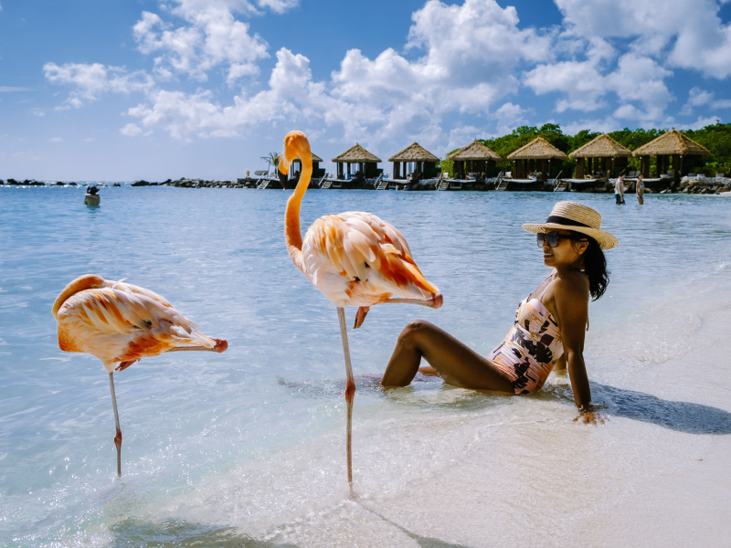 A colorful flamingo at the beachfront 