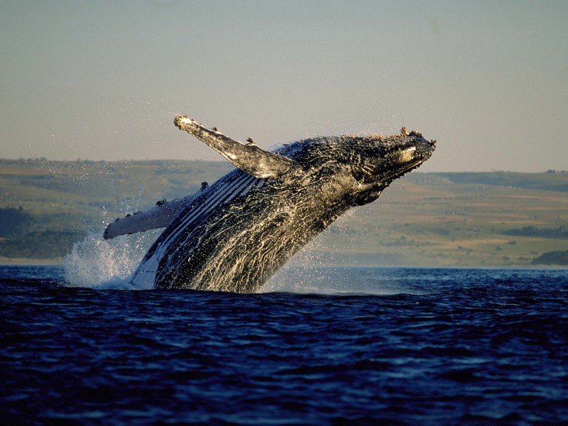 South Africa - Hermanus