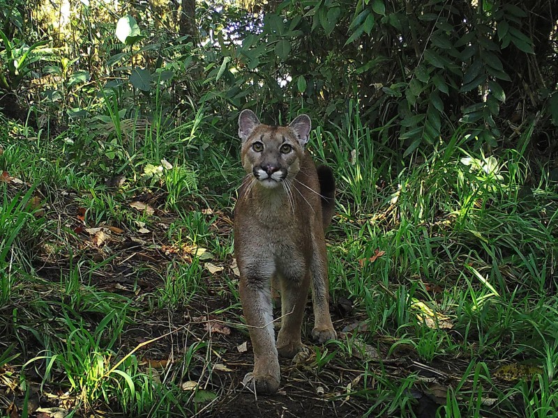 Wildtierbeobachtung im Nebelwald