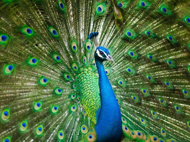 Peacock