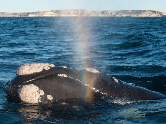 Southern Right Whale