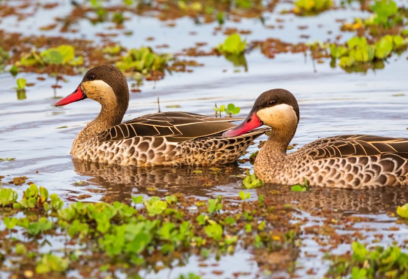 Red-billed Teal