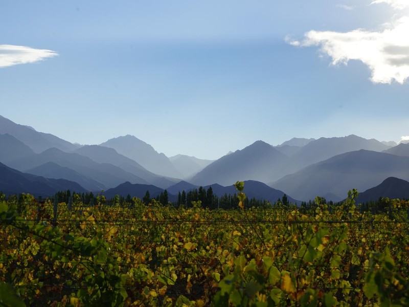 Mendoza - Weinberge vor Anden