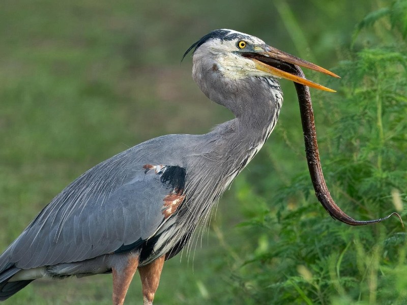 Mangrove Boat Tour Damas Island