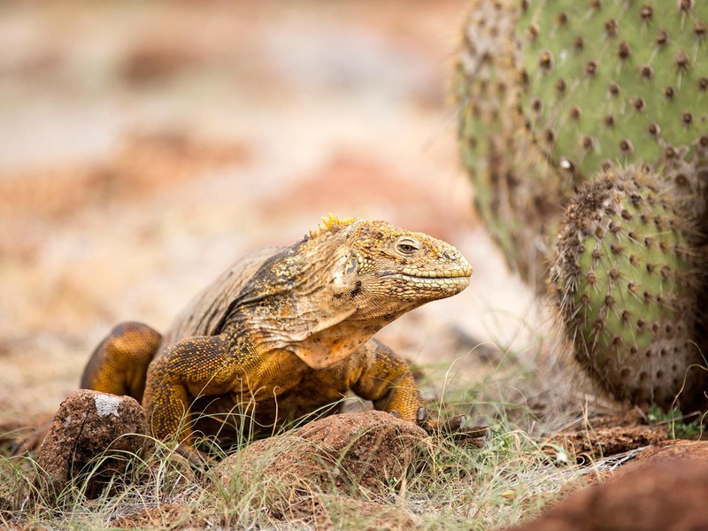 Gelber Landleguan auf Nordseymour